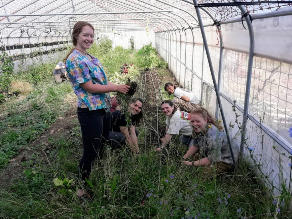 HMI Gap vegetable farming in Chile Chico