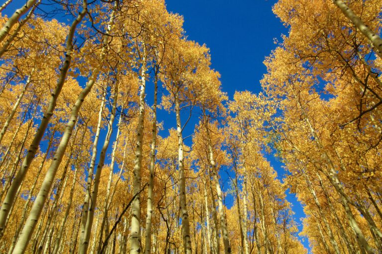 Gap FRock Fall 2021 - Sawatch aspens yellow leaves scenic